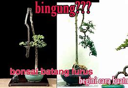 Bentuk Bonsai Serut Batang Lurus